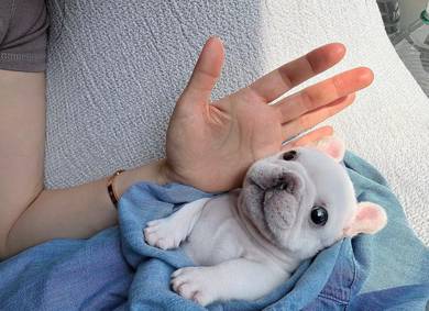 fRENCH bulldog