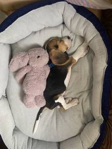 F6174 Tiny Beagle Smooth Coat Long Ears Puppy