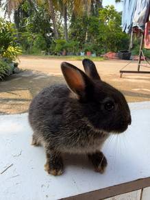 Netherland Dwarf Rabbit