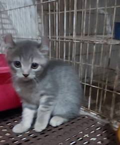 cute american curl kitten