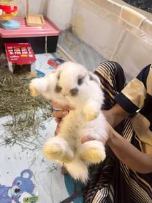 Hollandlop