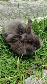 Lionhead arnab