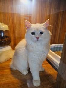 Adult Cat Kucing Breed