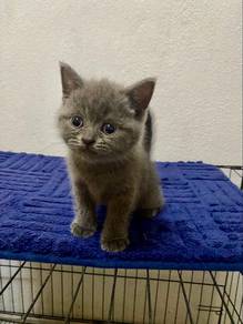 british shorthair