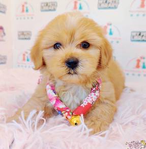 Maltipoo