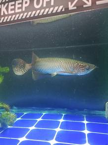 Arowana gold pich 