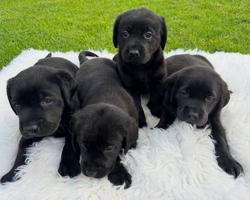 Labrador retriever puppies y