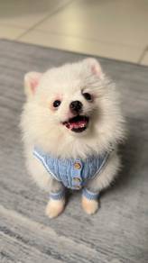 Pomeranian Male Available for Stud Service