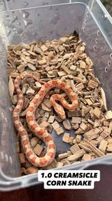 corn snake creamsicle