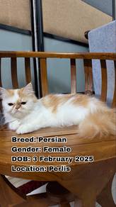 Kucing Parsi (Persian Cat)