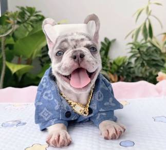 FRENCH BULLDOG PUPPIES 🌻VIP84 Female