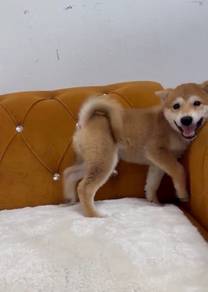 Shiba Inu puppy Male