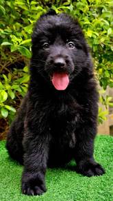 GERMAN SHEPHERD PUPPIES GSD216 🐻 Good structure