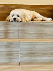 Poodle for mating
