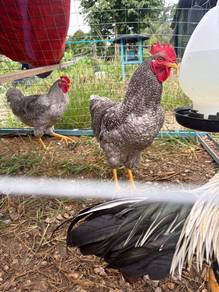 Ayam jantan plymounth rock