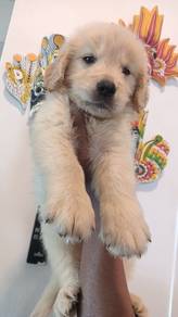 golden retriever 