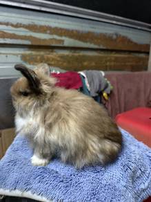 Rabbit Fuzzy Holland Lop Doe