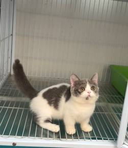 Bicolor Munchkin kitten