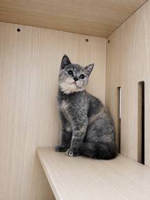 Blue Cream Tortoiseshell BSH
