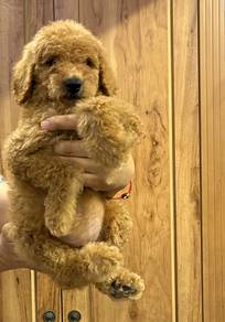 Giant Poodle Puppies