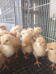 anak ayam penelur lohman brown