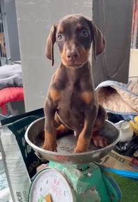 Brown Doberman