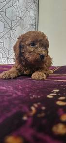 Adorable Poodles for Sale
