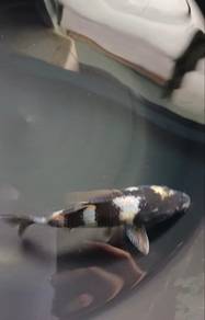 Ikan koi