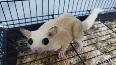 Sugar Glider Leucistic