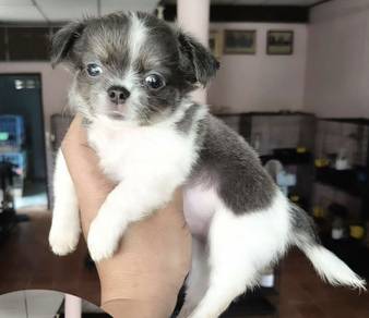 CHIHUAHUA PUPPIES 173🌷Head Apple Bonnie Dog Girl
