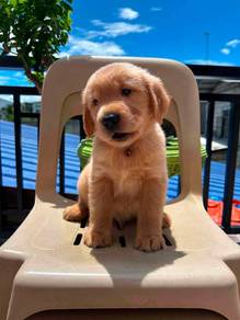 golden Retriever "