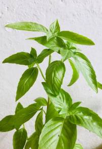 Herb plants: Dill, Sweet/Thai Basil, Curry, Serai