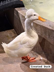 Crested Duck
