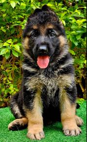 GERMAN SHEPHERD PUPPIES GSD179 🐻 Good structure