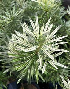 白玉罗汉松｜White Jade Podocarpus