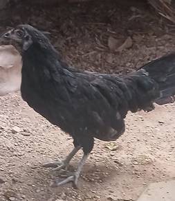 ayam sumatera bantam betina
