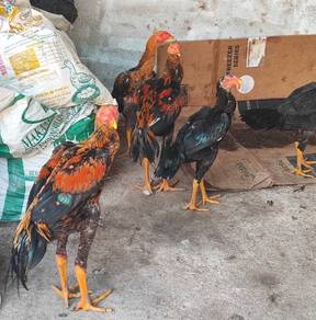 anak ayam ratu