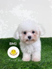 Me_BF51166 Tiny Bichon Frise cute puppies