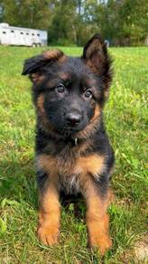 HGGD_GS1133 German Shepherd Black Tan haired
