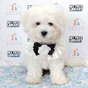 Bichon Frise