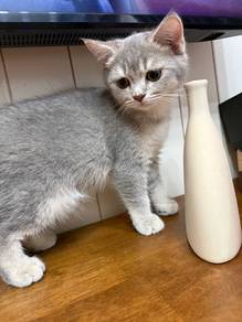 Scottish Straight MALE KITTEN