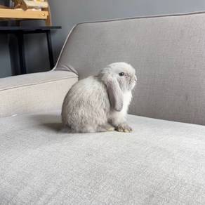Holland lop bunny rabbit arnab ear lop