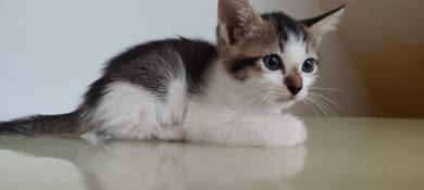 FREE Tricolour Kitten - 3 WEEKS OLD 🌈