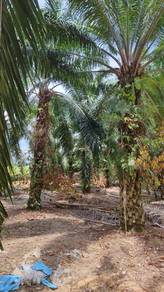 Agricultural Land in Dengkil, SGR