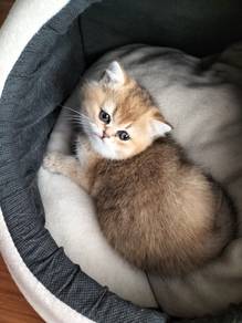Pure Breed Bsh Golden