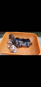 Sunrise Dachshund