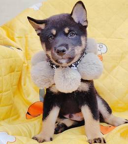 Shiba