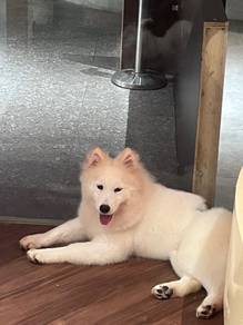 Samoyed dog for sale