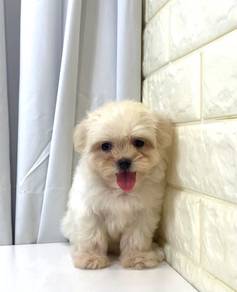 J0374 Maltipoo Cute Companion Puppy