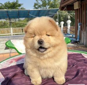 FLUFFY CHOW CHOW PUPPIES C308 🌻 Cream Male